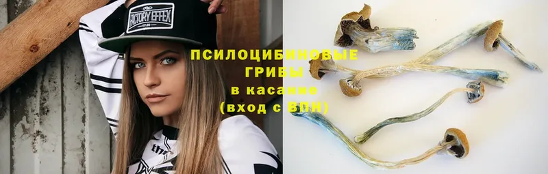 Псилоцибиновые грибы мицелий  как найти   Электрогорск 